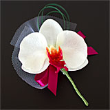 Phalaenopsis white-red